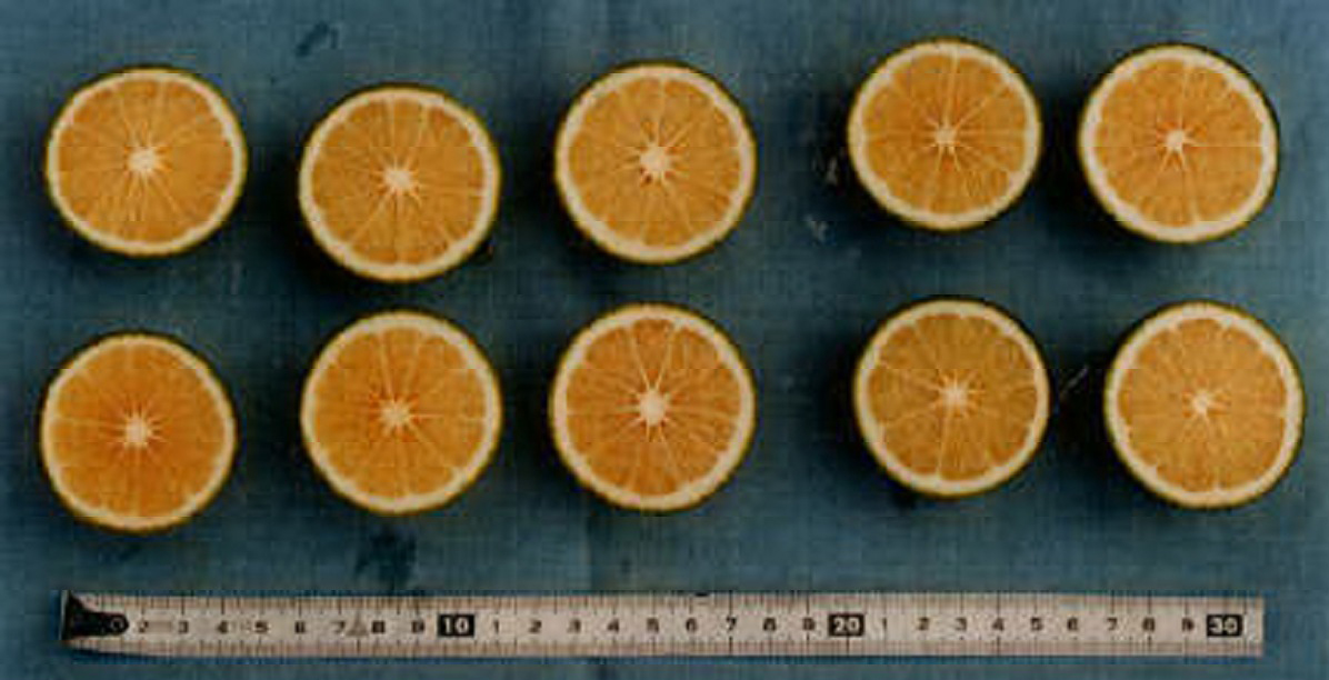 果实 (MAFF, Japan)