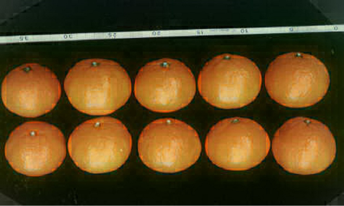 树体 (MAFF, Japan)