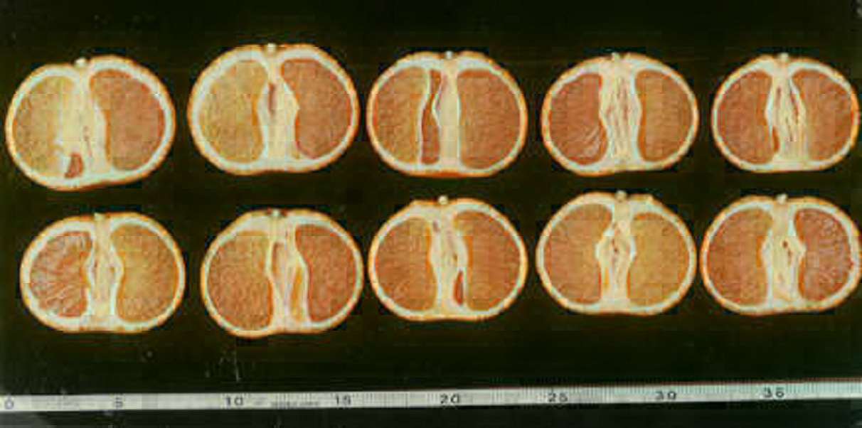 果实 (MAFF, Japan)