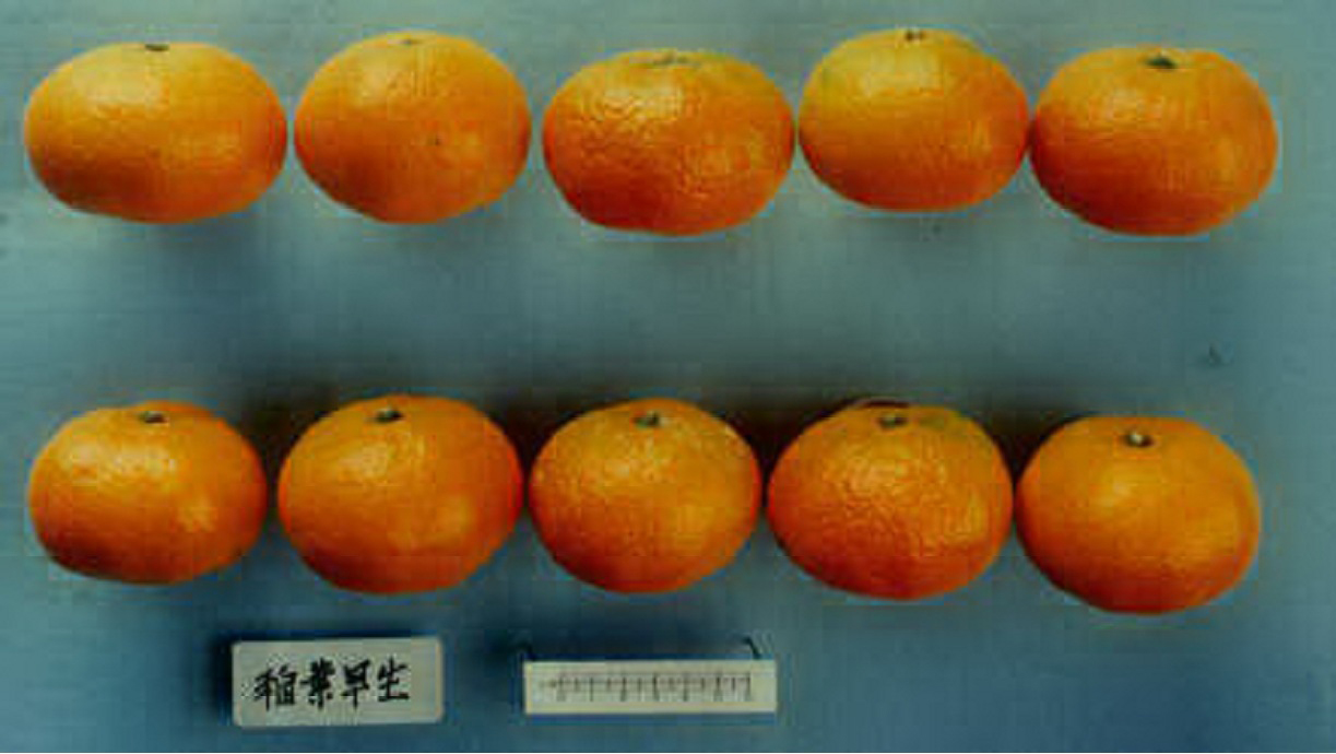 树体 (MAFF, Japan)