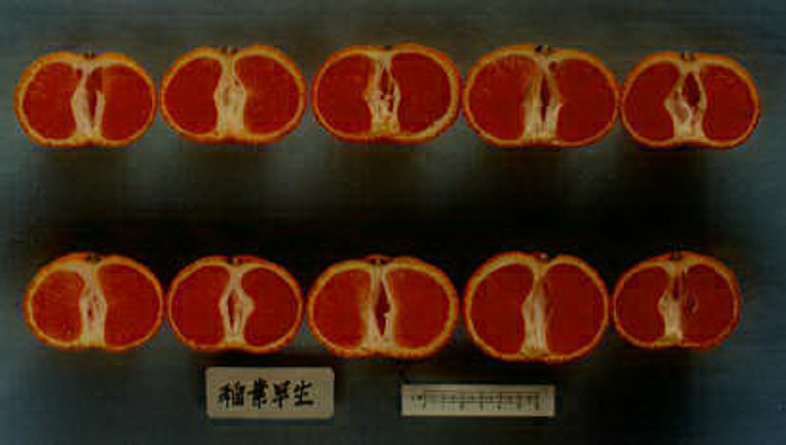 果实 (MAFF, Japan)