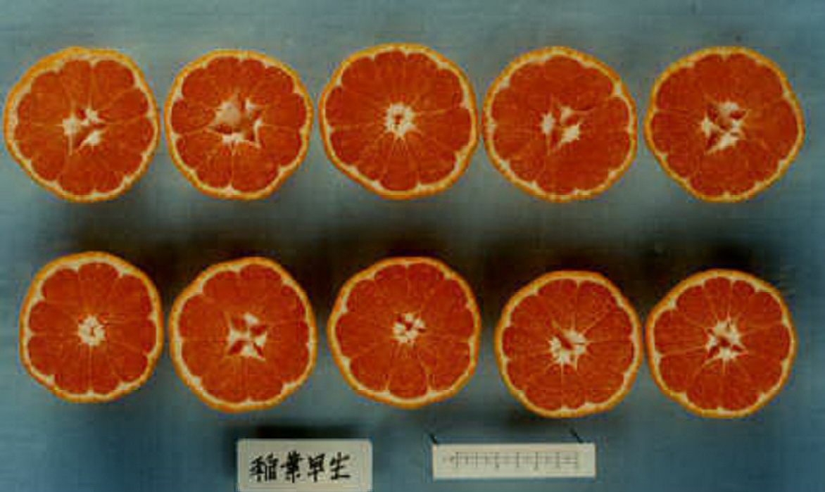 果实 (MAFF, Japan)