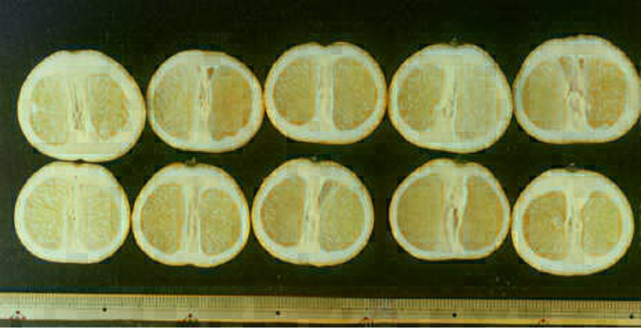 果实 (MAFF, Japan)