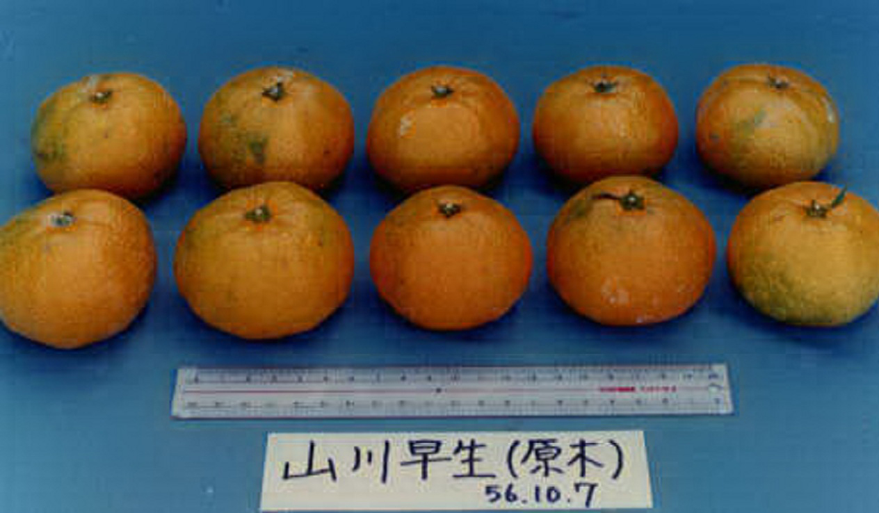 树体 (MAFF, Japan)