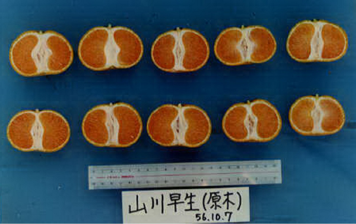 果实 (MAFF, Japan)