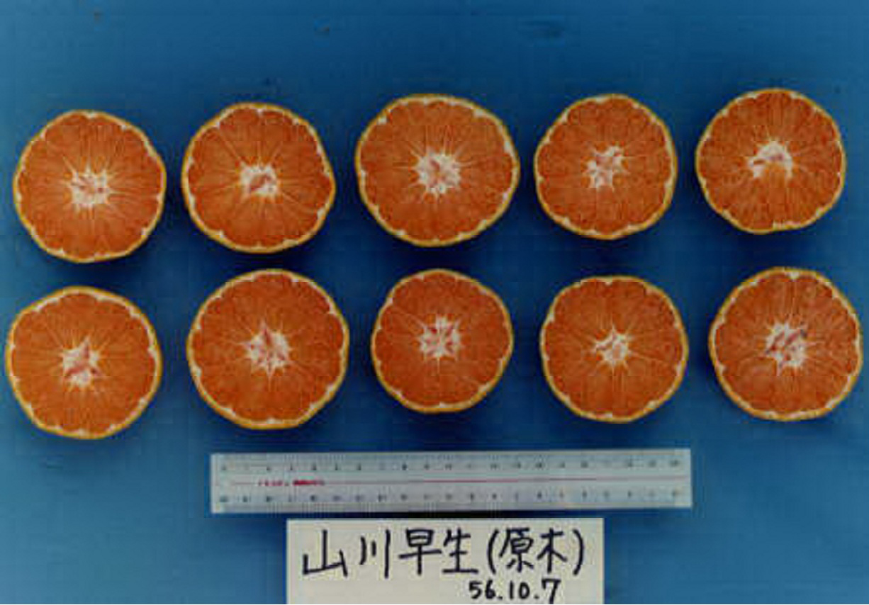 果实 (MAFF, Japan)