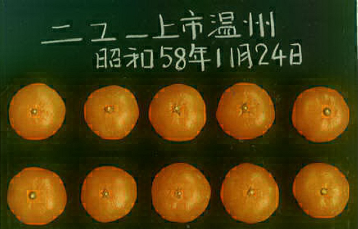 树体 (MAFF, Japan)