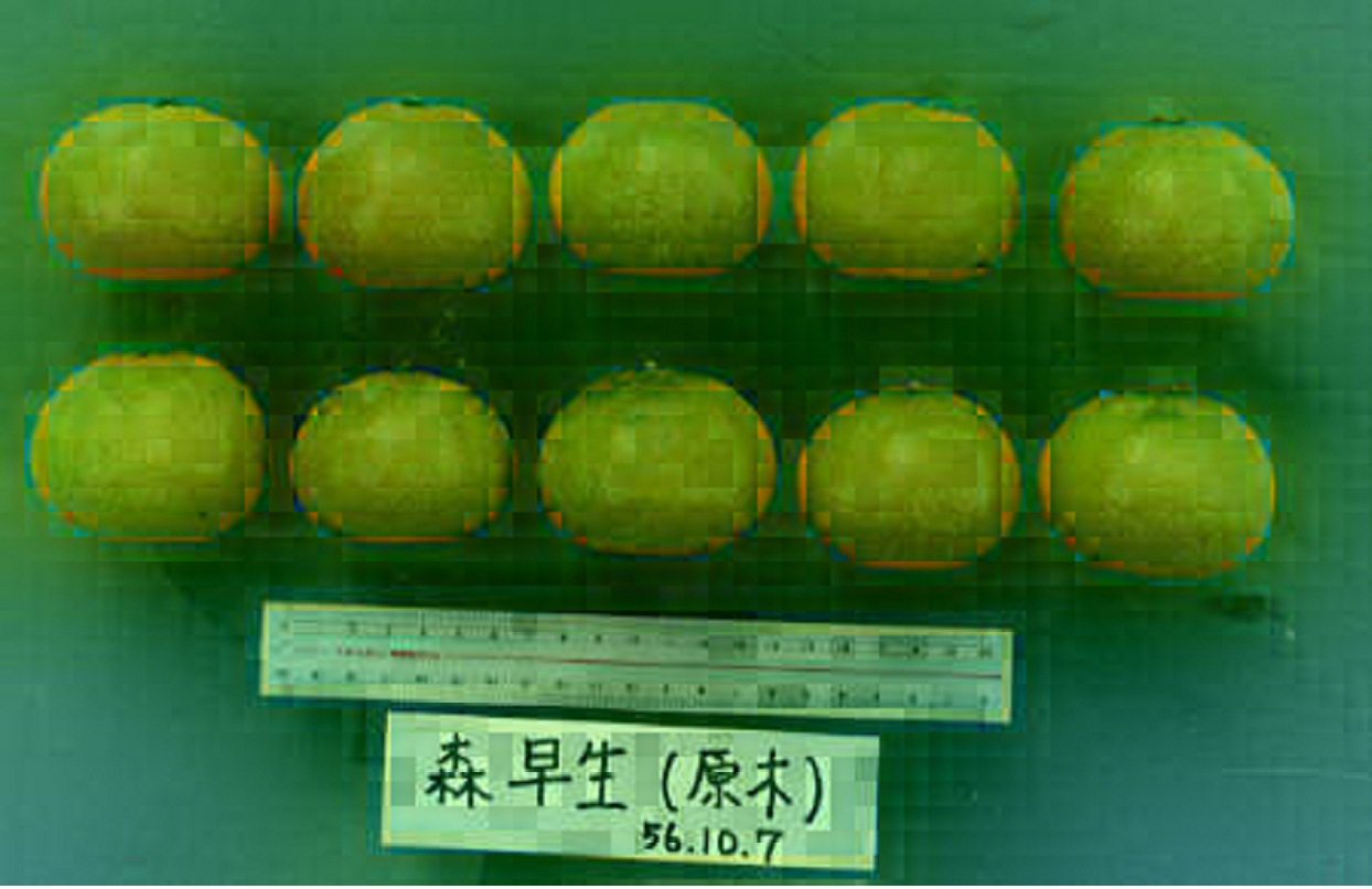 树体 (MAFF, Japan)