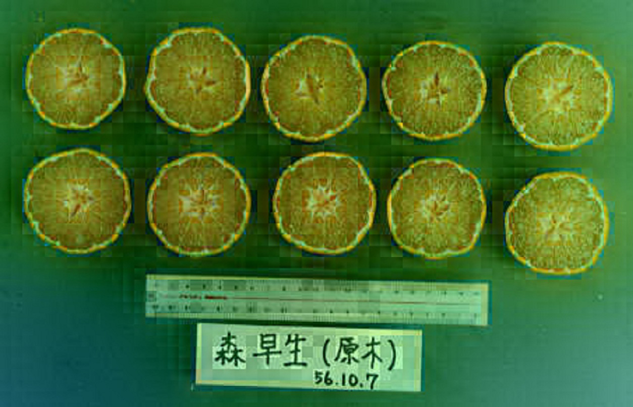 果实 (MAFF, Japan)