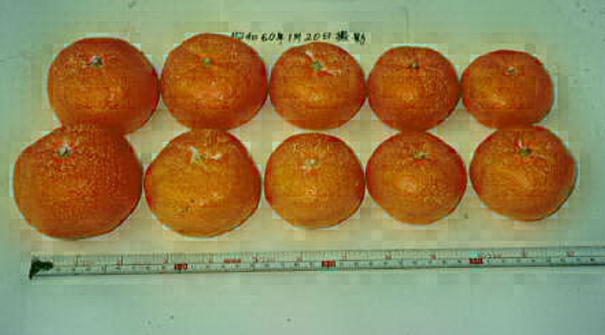 树体 (MAFF, Japan)