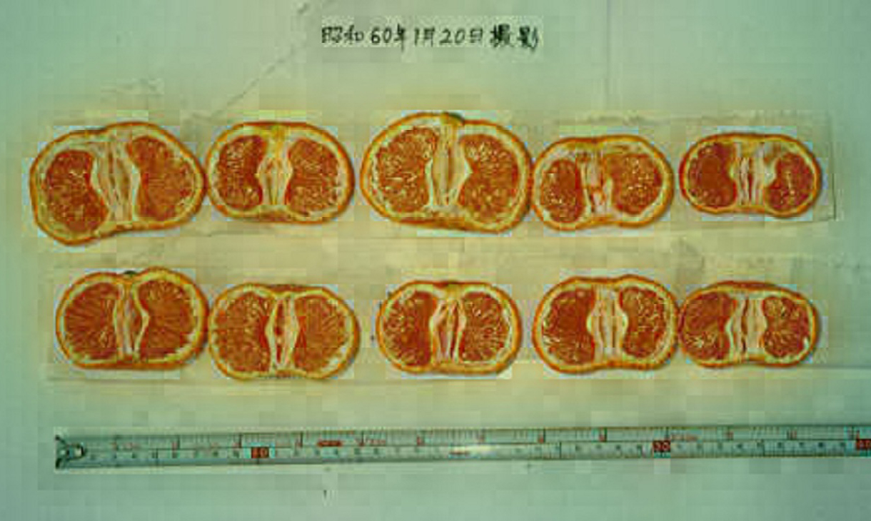 果实 (MAFF, Japan)