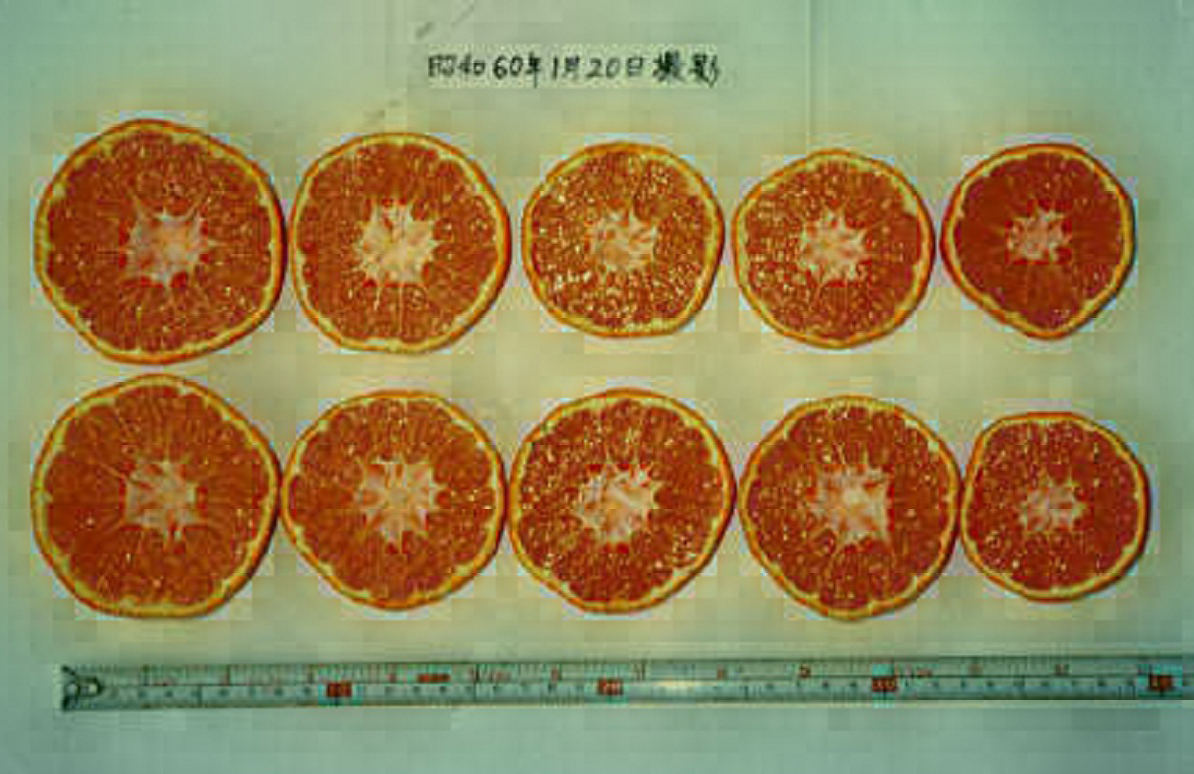 果实 (MAFF, Japan)