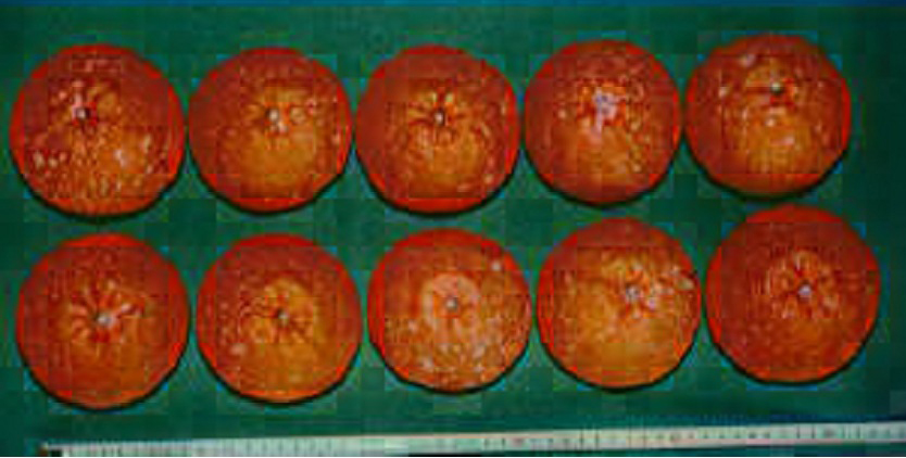 树体 (MAFF, Japan)