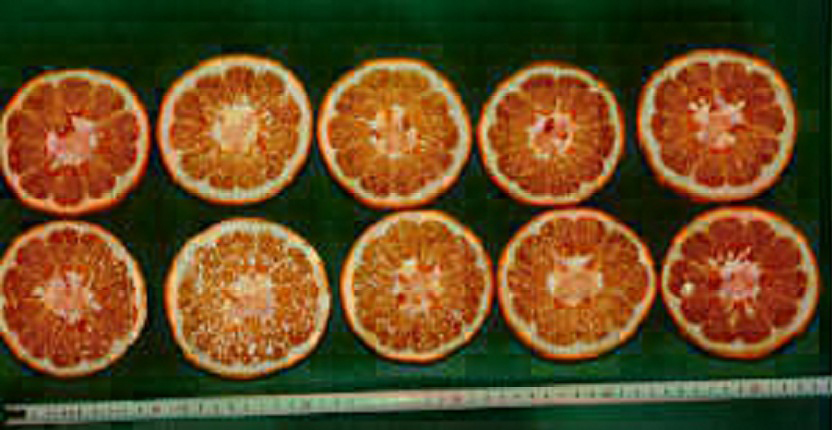 果实 (MAFF, Japan)