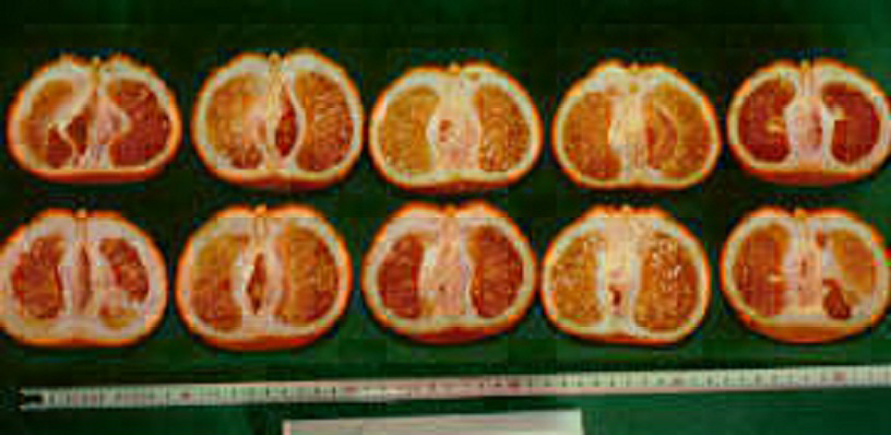 果实 (MAFF, Japan)