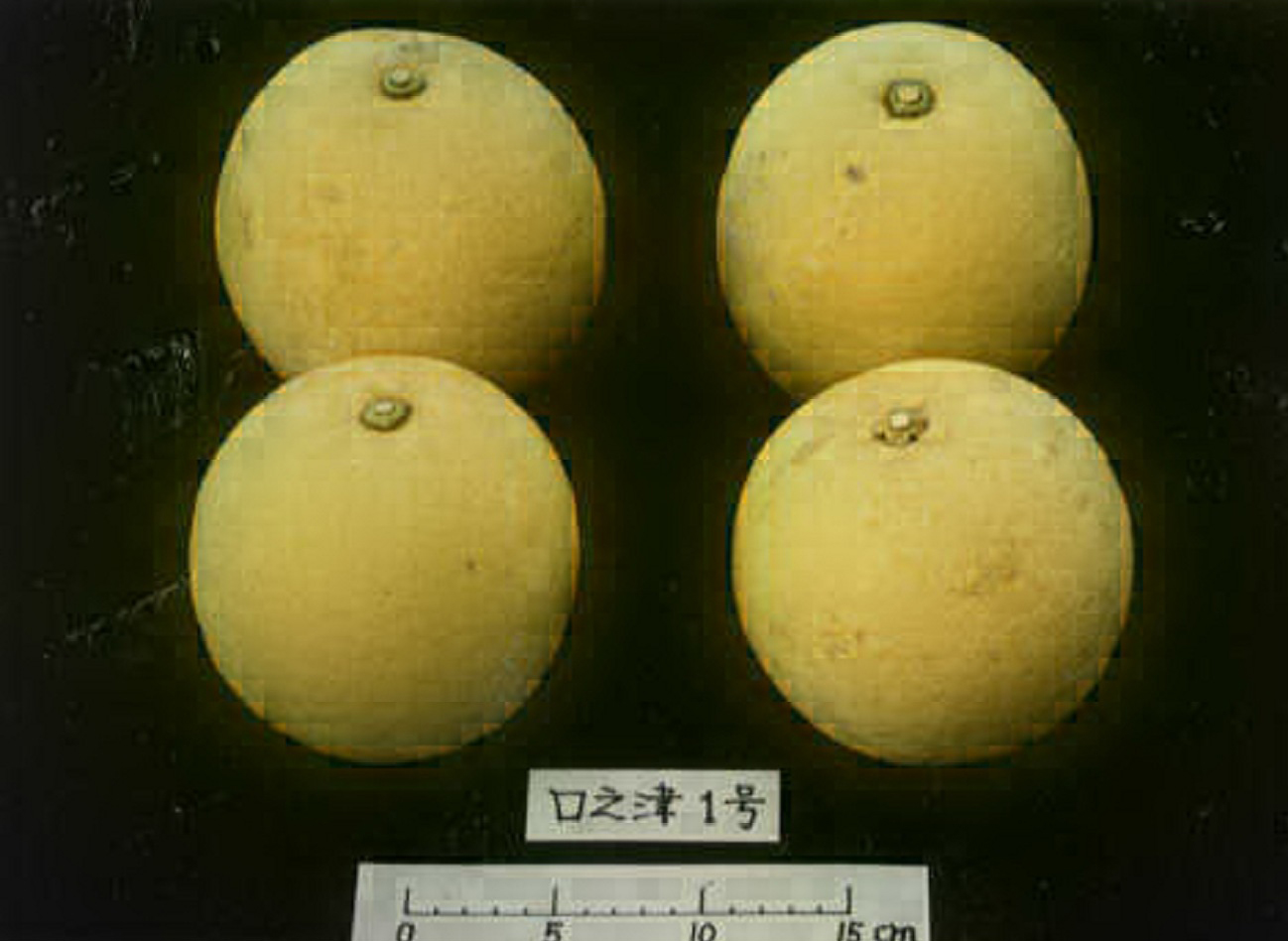 树体 (MAFF, Japan)