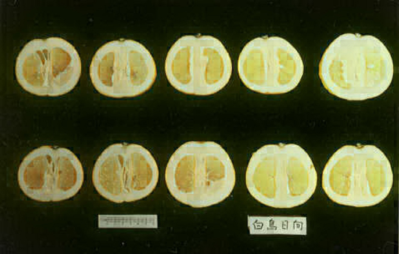 果实 (MAFF, Japan)