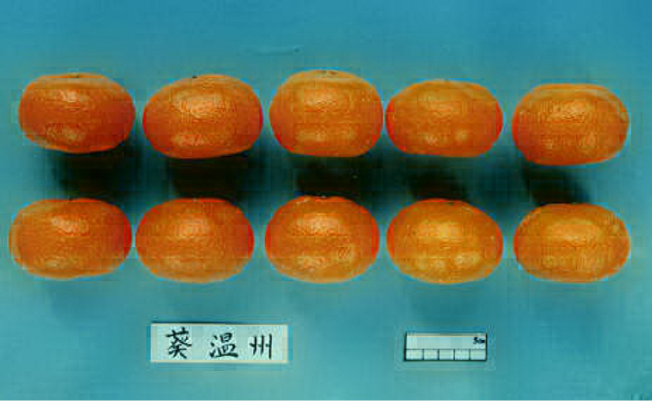 树体 (MAFF, Japan)