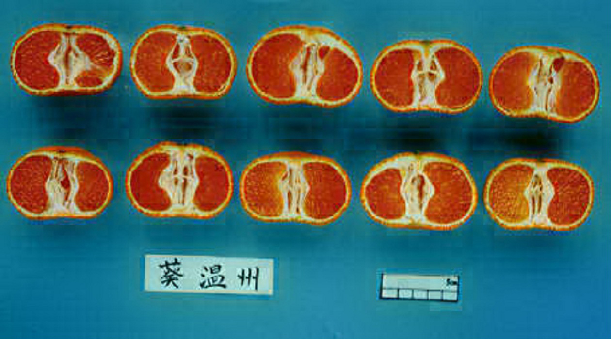 果实 (MAFF, Japan)