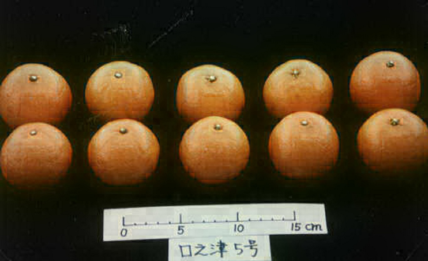 树体 (MAFF, Japan)