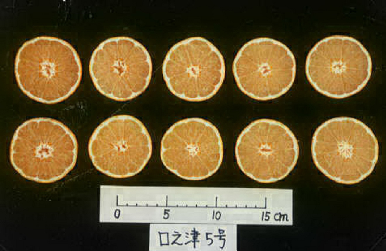 果实 (MAFF, Japan)