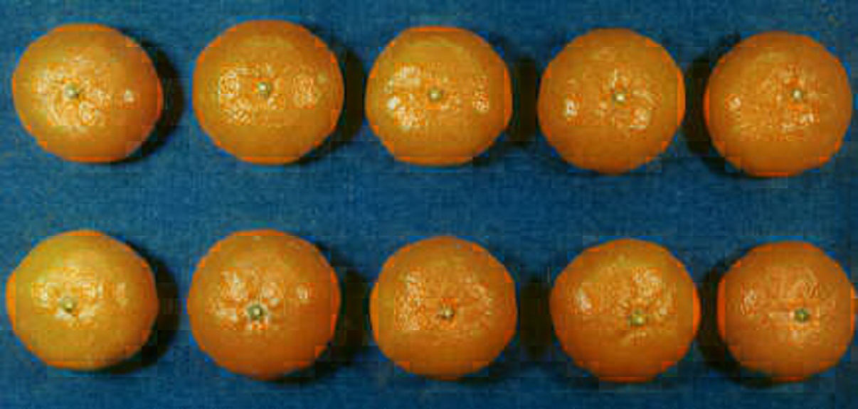 树体 (MAFF, Japan)