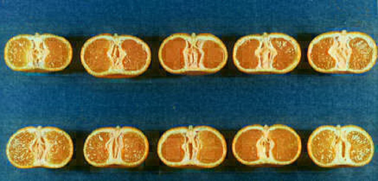 果实 (MAFF, Japan)