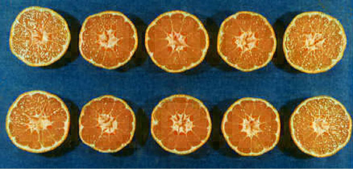 果实 (MAFF, Japan)