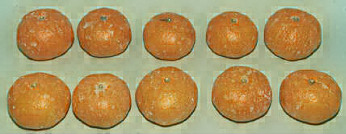 树体 (MAFF, Japan)