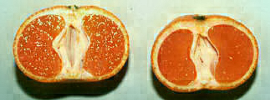 果实 (MAFF, Japan)