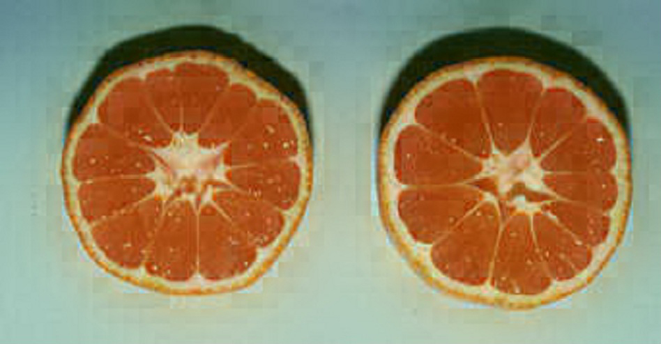 果实 (MAFF, Japan)