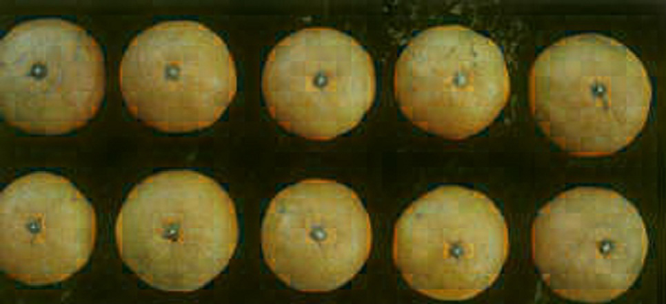 树体 (MAFF, Japan)