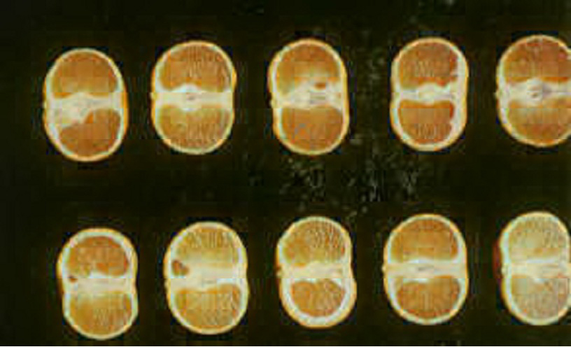 果实 (MAFF, Japan)