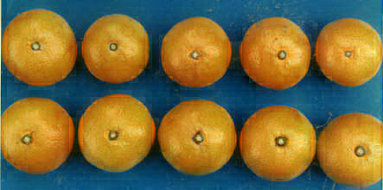 树体 (MAFF, Japan)