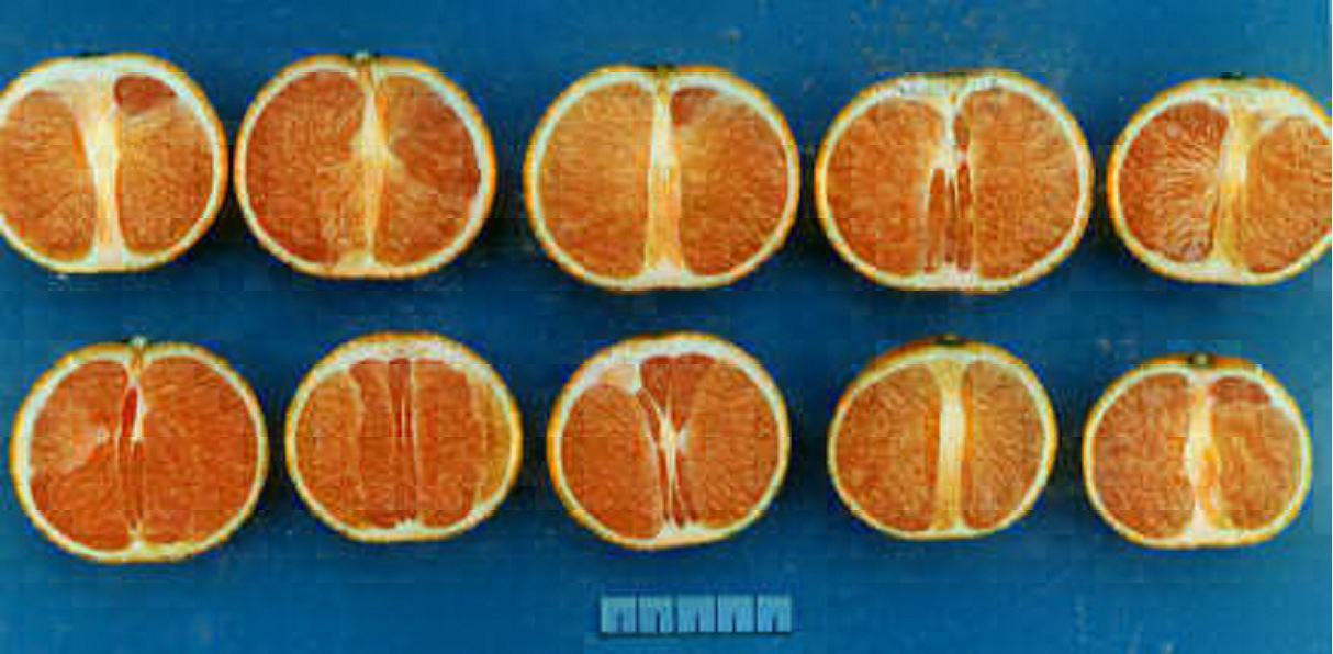 果实 (MAFF, Japan)