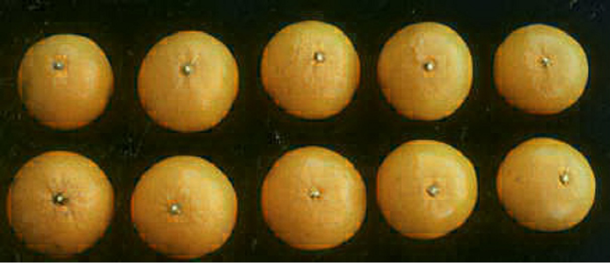 树体 (MAFF, Japan)