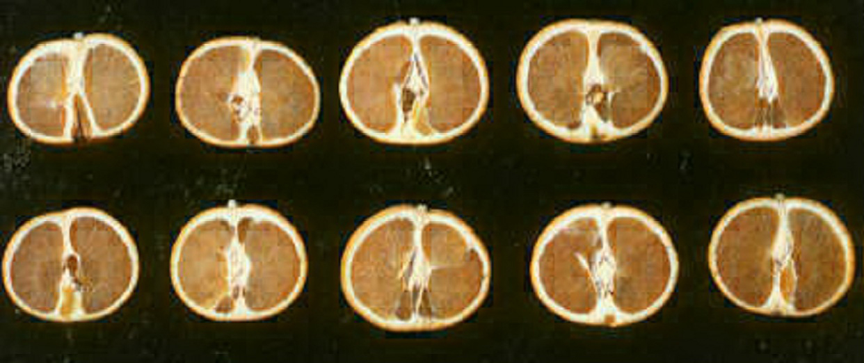 果实 (MAFF, Japan)