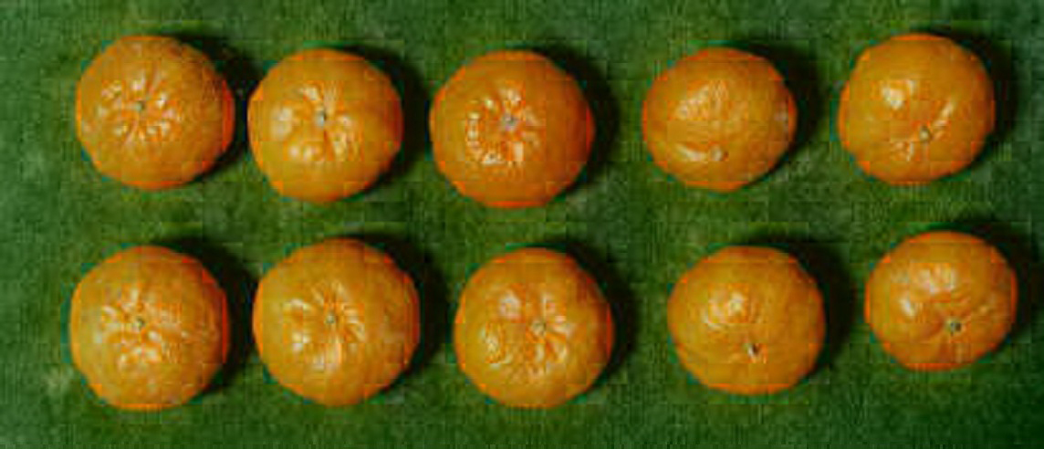 树体 (MAFF, Japan)