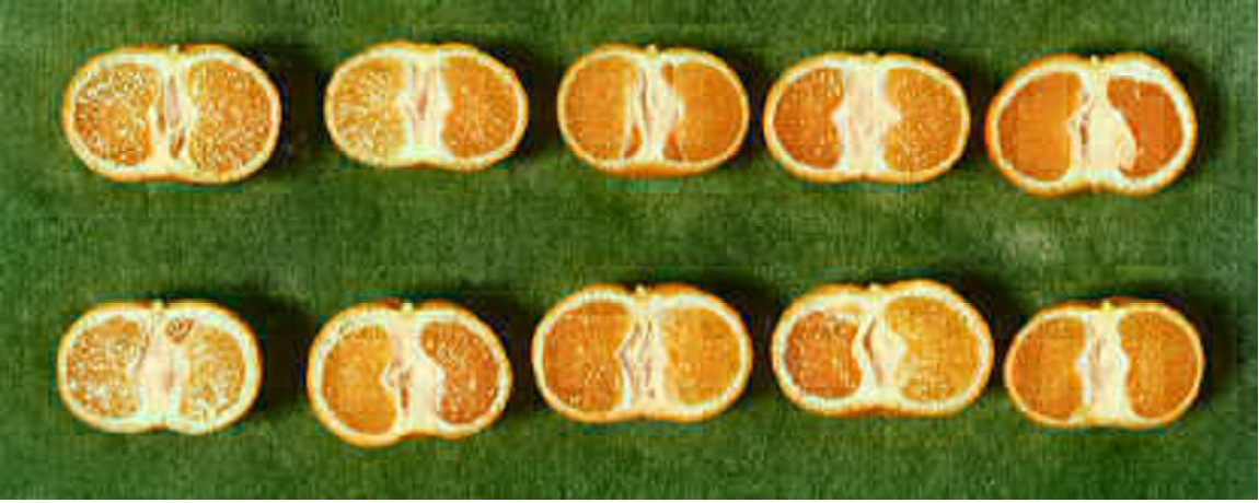 果实 (MAFF, Japan)