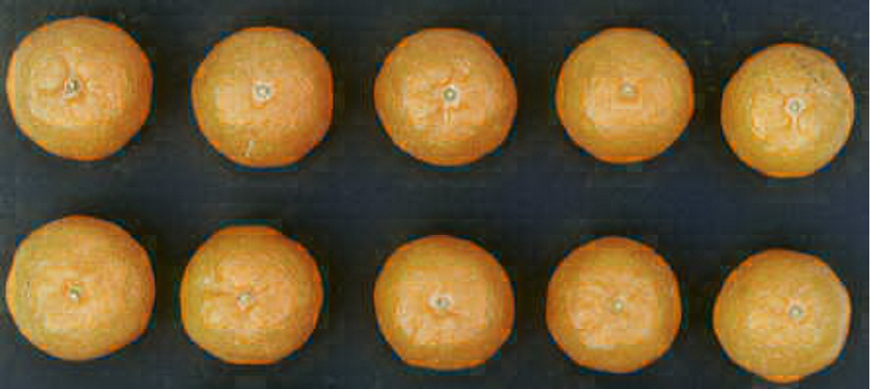 树体 (MAFF, Japan)