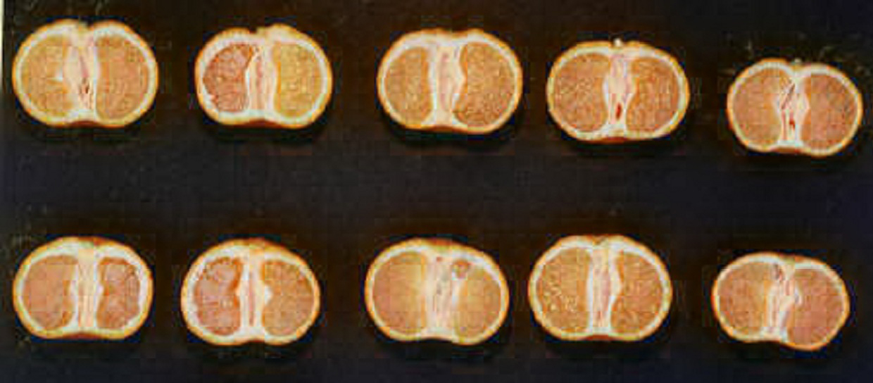 果实 (MAFF, Japan)