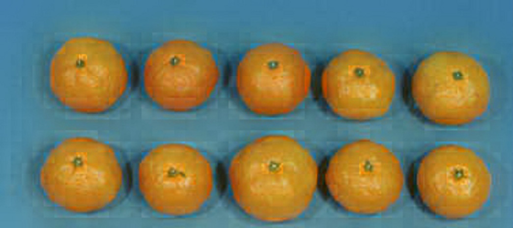 树体 (MAFF, Japan)