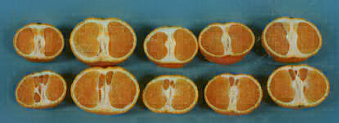 果实 (MAFF, Japan)