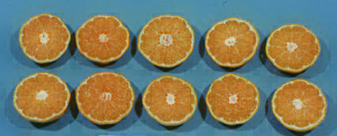 果实 (MAFF, Japan)