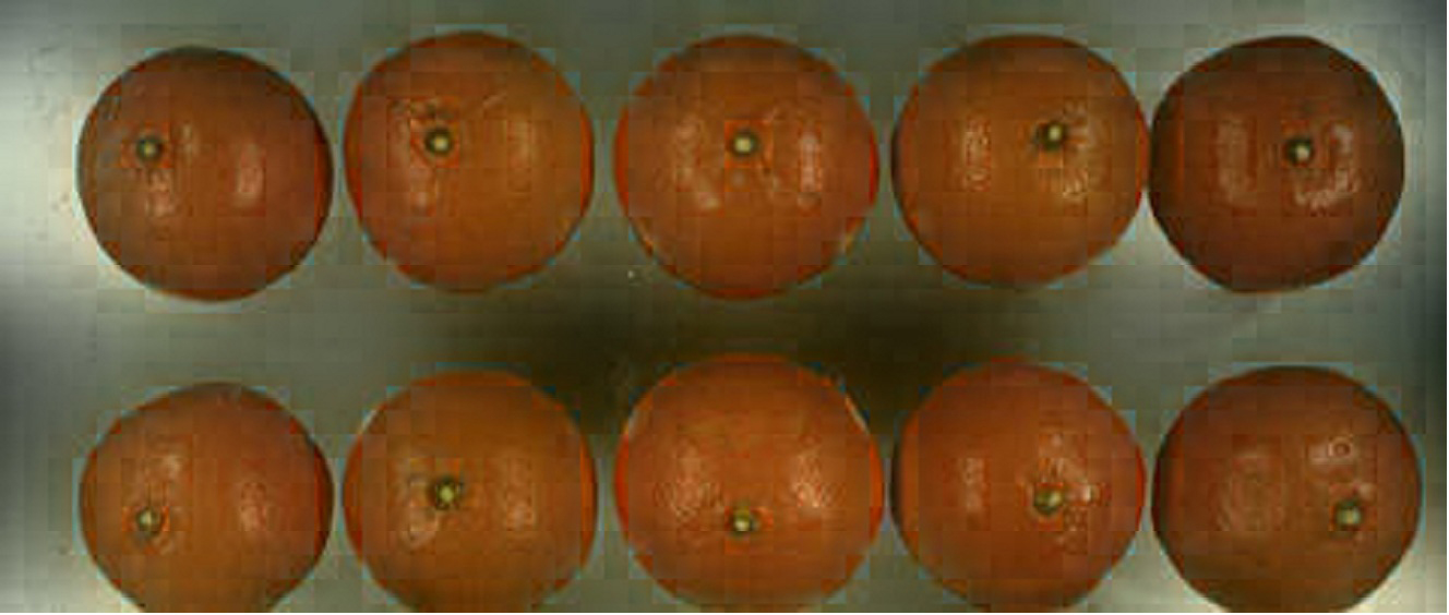 树体 (MAFF, Japan)