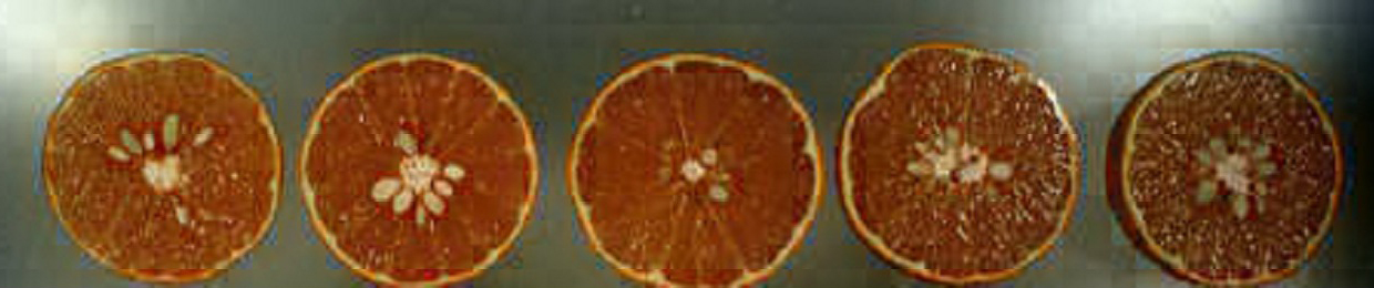 果实 (MAFF, Japan)