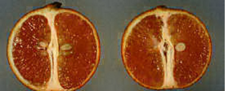 果实 (MAFF, Japan)