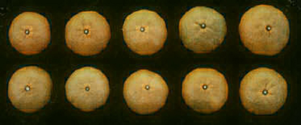 树体 (MAFF, Japan)