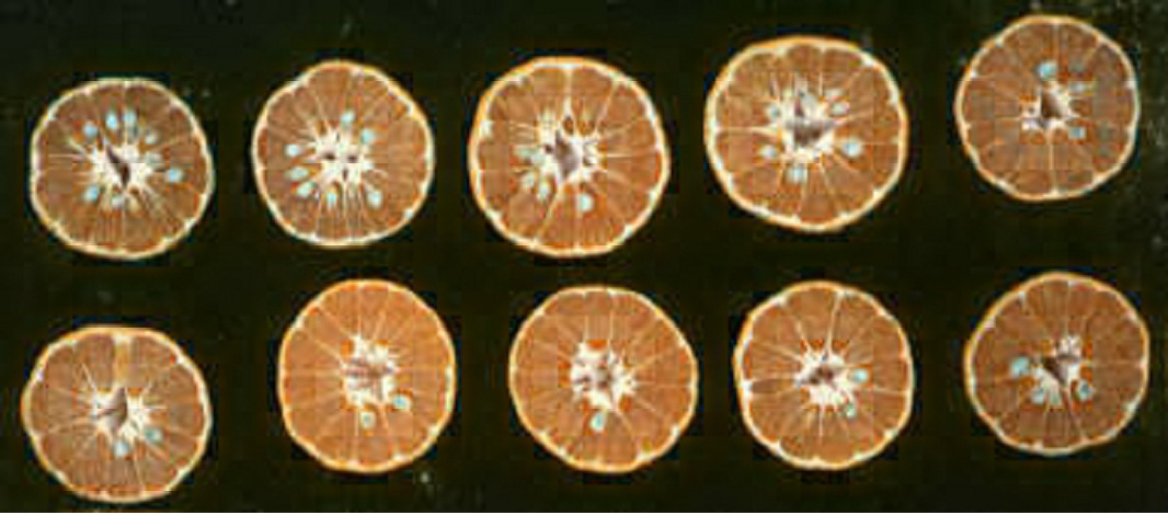 果实 (MAFF, Japan)