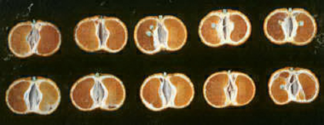 果实 (MAFF, Japan)